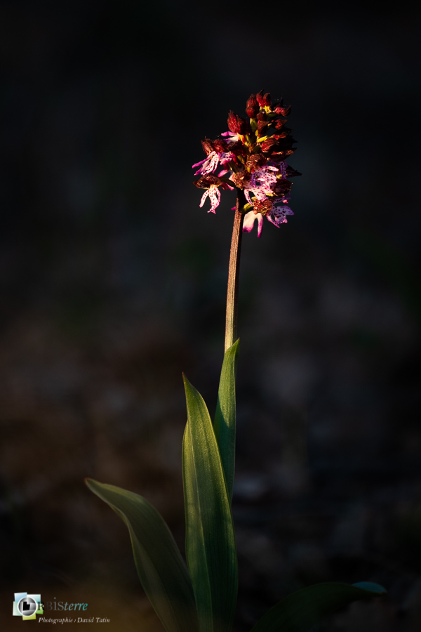 Alpes de Haute Provence, Orchis pourpre, esparron, flore, orchidée, parc naturel régional du verdon__
