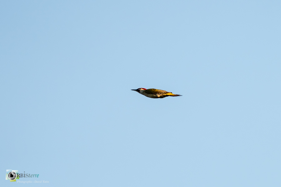 Alpes de Haute Provence, Aves, Birds, European Green Woodpecker, Oiseaux, Pic vert, Picidae, Picidés, Piciformes, Picus viridis, Uccelli, Vögel, esparron, faune, oiseau, parc naturel régional du verdon_43°43'51.404