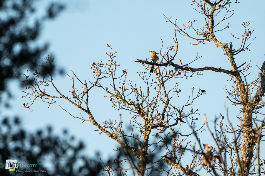 Alpes de Haute Provence, Aves, Birds, Bucérotiformes, Eurasian Hoopoe, Huppe fasciée, Oiseaux, Uccelli, Upupa epops, Upupidae, Upupidés, Vögel, esparron, faune, oiseau, parc naturel régional du verdon_43°43'31.28