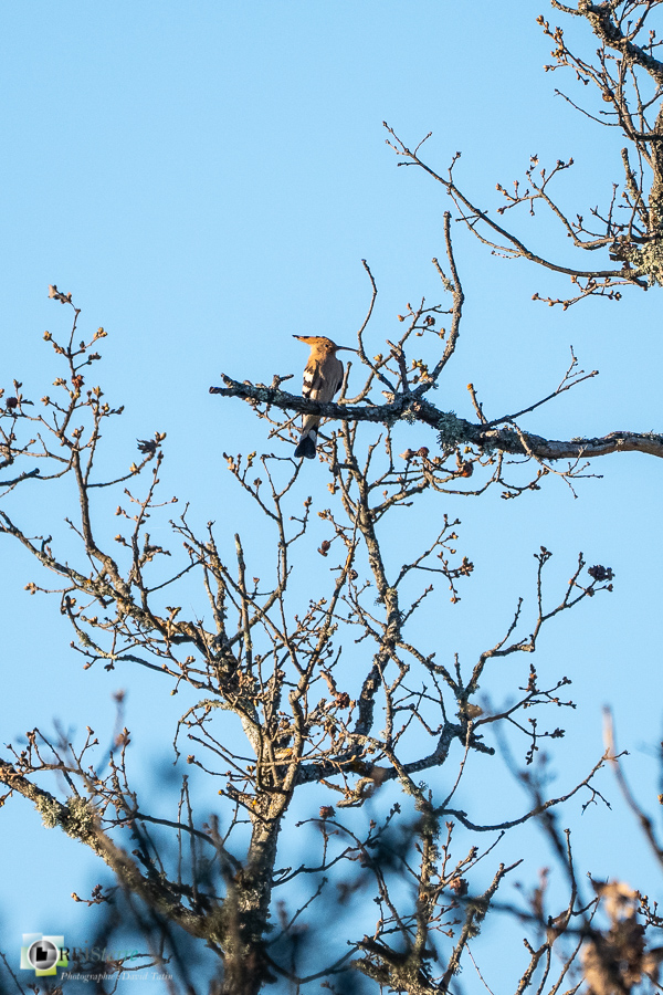 Alpes de Haute Provence, Aves, Birds, Bucérotiformes, Eurasian Hoopoe, Huppe fasciée, Oiseaux, Uccelli, Upupa epops, Upupidae, Upupidés, Vögel, esparron, faune, oiseau, parc naturel régional du verdon_43°43'31.297