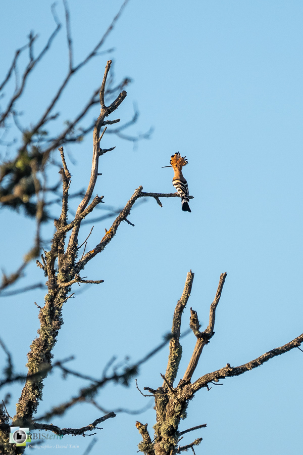 Alpes de Haute Provence, Aves, Birds, Bucérotiformes, Eurasian Hoopoe, Huppe fasciée, Oiseaux, Uccelli, Upupa epops, Upupidae, Upupidés, Vögel, esparron, faune, oiseau, parc naturel régional du verdon_43°43'30.921