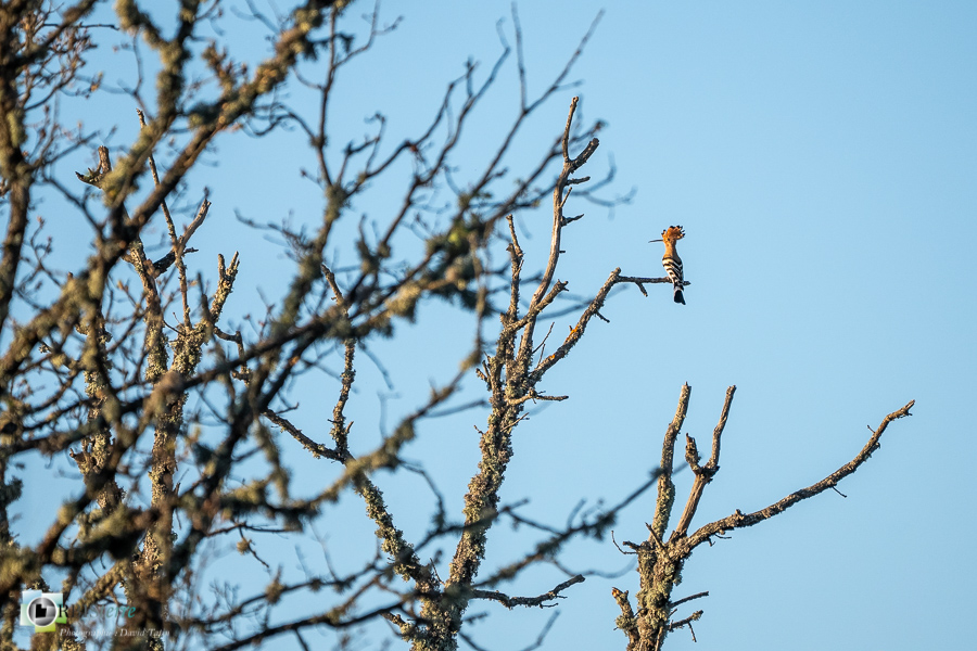 Alpes de Haute Provence, Aves, Birds, Bucérotiformes, Eurasian Hoopoe, Huppe fasciée, Oiseaux, Uccelli, Upupa epops, Upupidae, Upupidés, Vögel, esparron, faune, oiseau, parc naturel régional du verdon_43°43'30.91