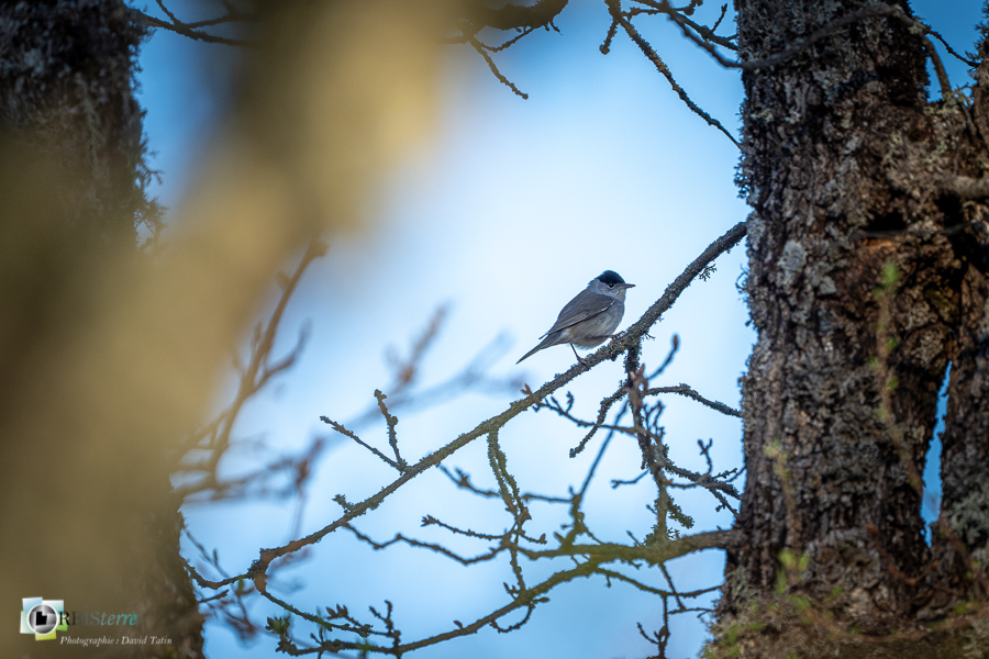 Alpes de Haute Provence, Aves, Birds, Eurasian Blackcap, Fauvette à tête noire, Oiseaux, Passériformes, Sylvia atricapilla, Sylviidae, Sylviidés, Uccelli, Vögel, esparron, faune, oiseau, parc naturel régional du verdon_43°43'28.661