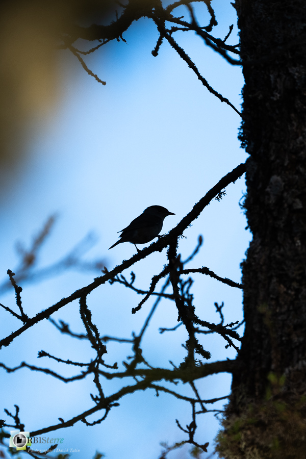 Alpes de Haute Provence, Aves, Birds, Eurasian Blackcap, Fauvette à tête noire, Oiseaux, Passériformes, Sylvia atricapilla, Sylviidae, Sylviidés, Uccelli, Vögel, esparron, faune, oiseau, parc naturel régional du verdon_43°43'28.66
