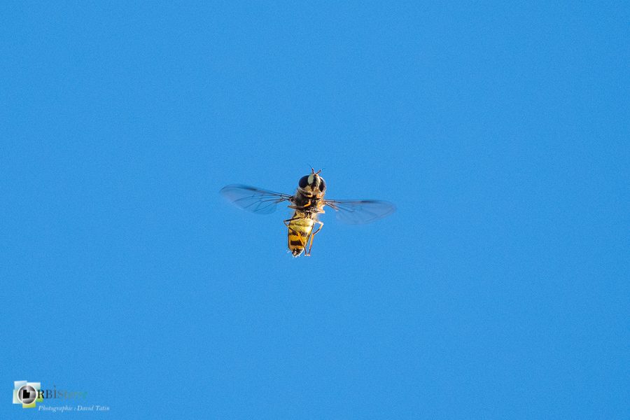 Alpes de Haute Provence, esparron, insecte, parc naturel régional du verdon, syrphe, vol_43°43'24.928