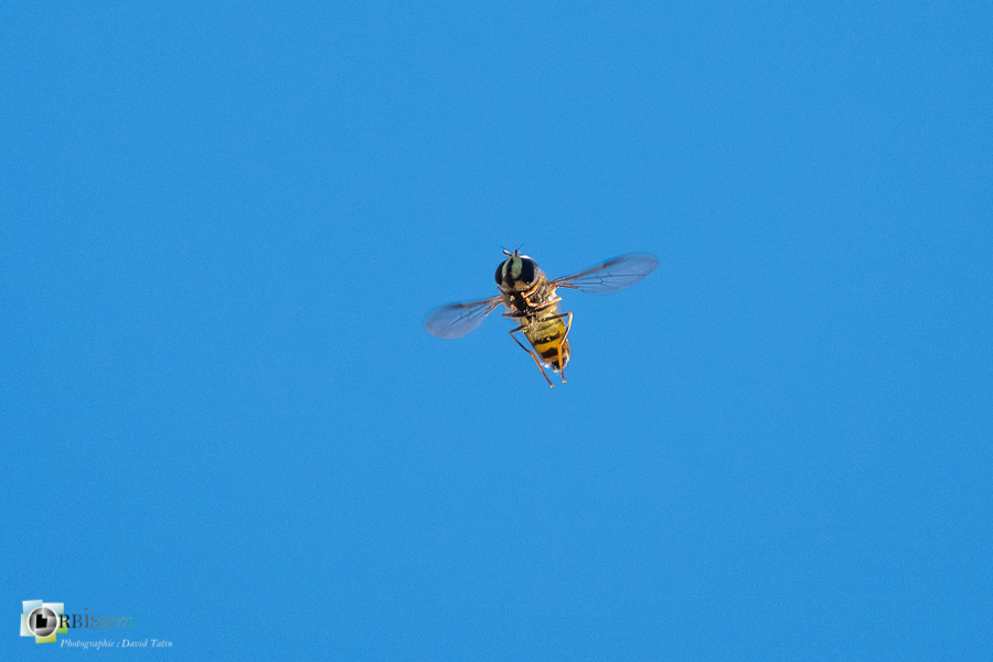 Alpes de Haute Provence, esparron, insecte, parc naturel régional du verdon, syrphe, vol_43°43'24.995