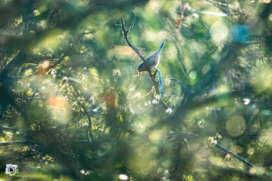 Alpes de Haute Provence, Aves, Birds, Fauvette passerinette, Oiseaux, Passériformes, Subalpine Warbler, Sylvia cantillans, Sylviidae, Sylviidés, Uccelli, Vögel, esparron, faune, oiseau, parc naturel régional du verdon_43°43'24.948
