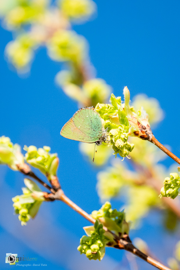 Alpes de Haute Provence, argus vert, esparron, faune, papillon, parc naturel régional du verdon, thécla de la ronce_43°43'14.251
