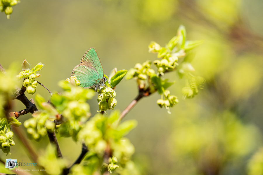 Alpes de Haute Provence, argus vert, esparron, faune, papillon, parc naturel régional du verdon, thécla de la ronce_43°43'14.252