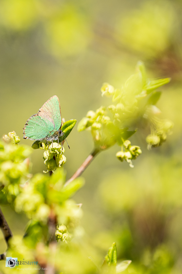 Alpes de Haute Provence, argus vert, esparron, faune, papillon, parc naturel régional du verdon, thécla de la ronce_43°43'14.256