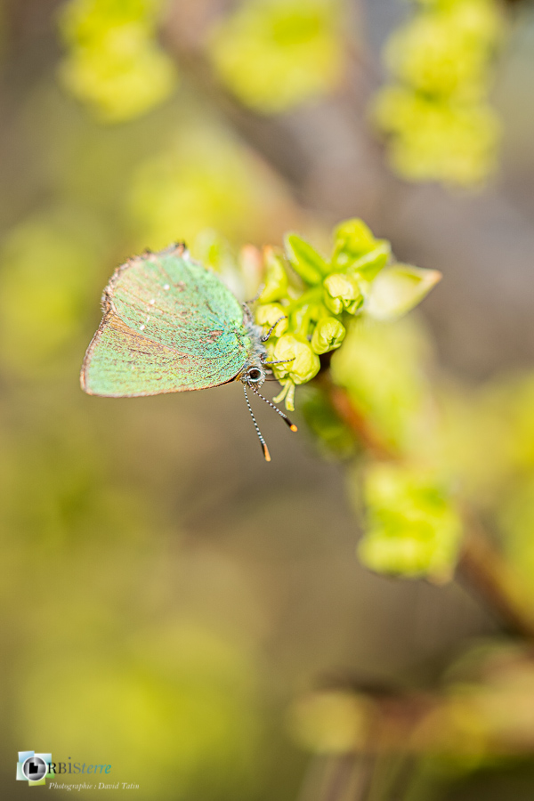 Alpes de Haute Provence, argus vert, esparron, faune, papillon, parc naturel régional du verdon, thécla de la ronce__