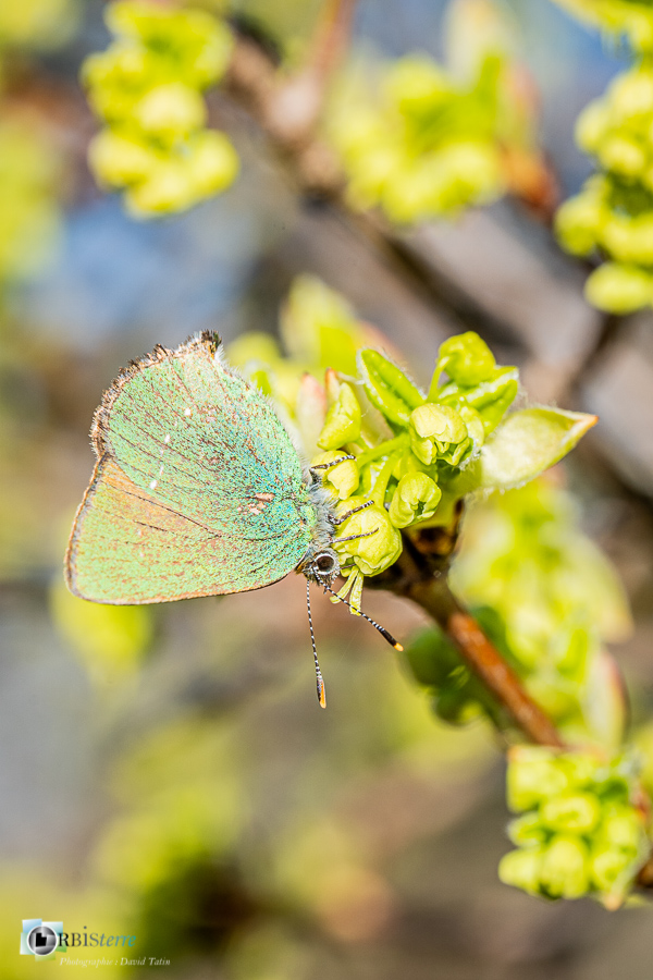 Alpes de Haute Provence, argus vert, esparron, faune, papillon, parc naturel régional du verdon, thécla de la ronce__