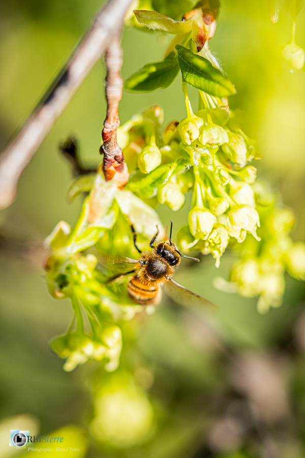 Alpes de Haute Provence, abeille domestique, esparron, faune, insecte, parc naturel régional du verdon__