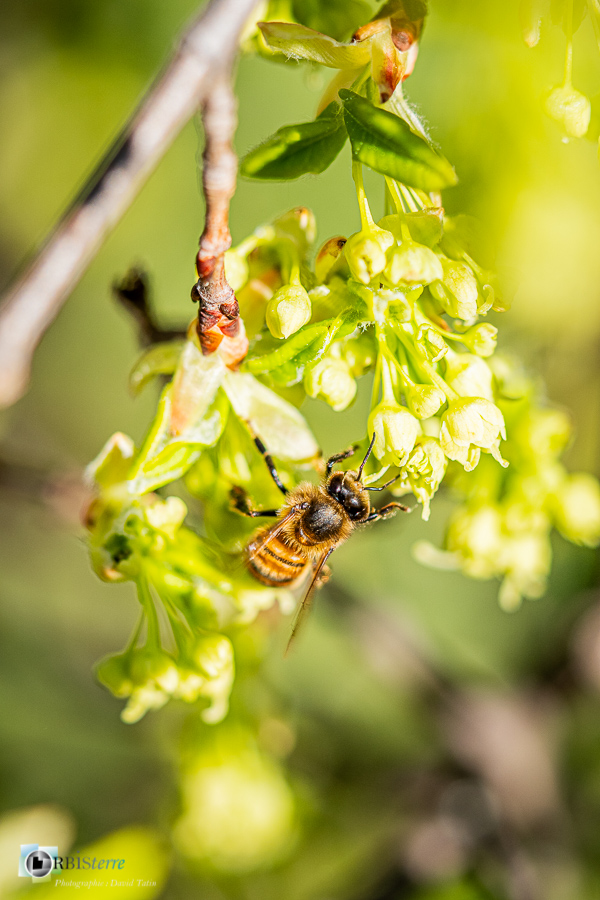 Alpes de Haute Provence, abeille domestique, esparron, faune, insecte, parc naturel régional du verdon__