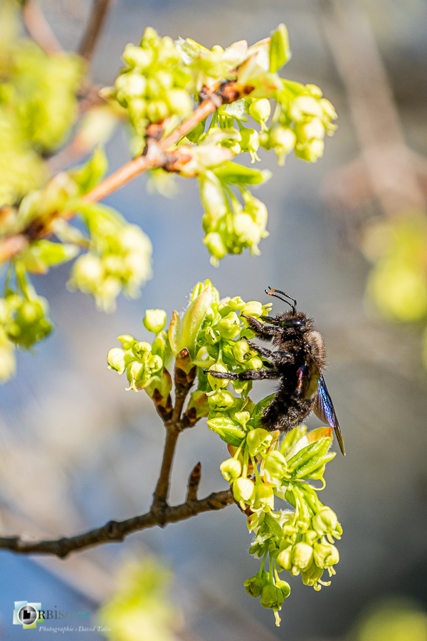Alpes de Haute Provence, esparron, faune, hyménoptère, insecte, parc naturel régional du verdon, xylocope__
