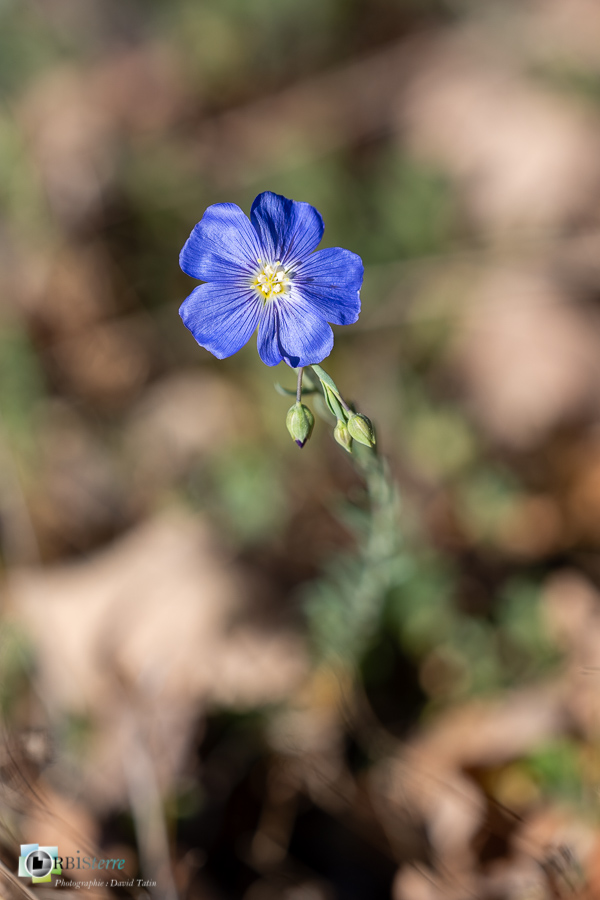 Alpes de Haute Provence, esparron, flore, lin, parc naturel régional du verdon__