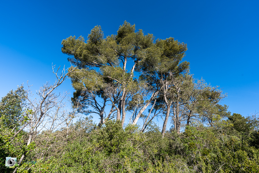 Alpes de Haute Provence, arbre, esparron, parc naturel régional du verdon, pin__