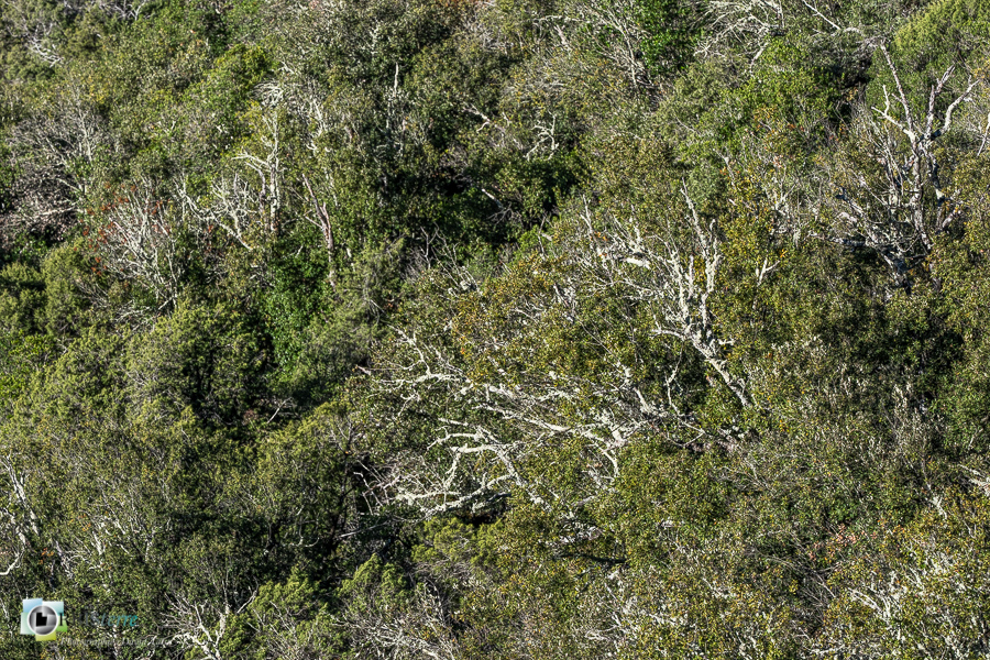 Alpes de Haute Provence, chênaie verte, esparron, forêt, parc naturel régional du verdon__