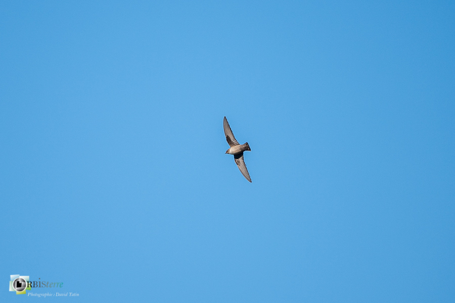 Alpes de Haute Provence, Aves, Birds, Eurasian Crag Martin, Hirondelle de rochers, Hirundinidae, Hirundinidés, Oiseaux, Passériformes, Ptyonoprogne rupestris, Uccelli, Vögel, esparron, faune, oiseau, parc naturel régional du verdon_43°43'0.756