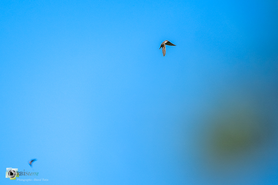 Alpes de Haute Provence, Aves, Birds, Eurasian Crag Martin, Hirondelle de rochers, Hirundinidae, Hirundinidés, Oiseaux, Passériformes, Ptyonoprogne rupestris, Uccelli, Vögel, esparron, faune, oiseau, parc naturel régional du verdon_43°43'0.799