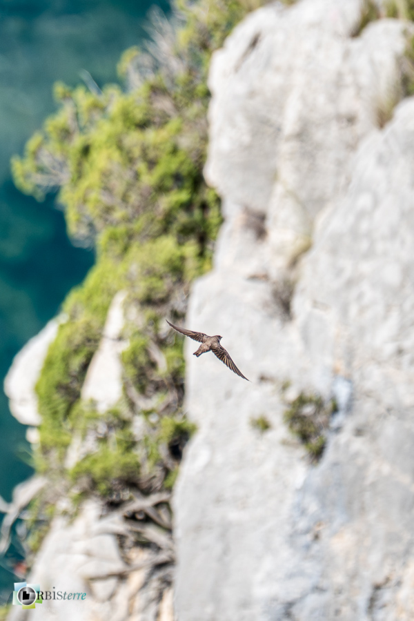 Alpes de Haute Provence, Aves, Birds, Eurasian Crag Martin, Hirondelle de rochers, Hirundinidae, Hirundinidés, Oiseaux, Passériformes, Ptyonoprogne rupestris, Uccelli, Vögel, esparron, faune, oiseau, parc naturel régional du verdon_43°43'0.743
