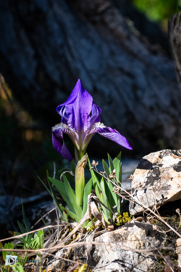 Alpes de Haute Provence, esparron, flore, iris nain, parc naturel régional du verdon__