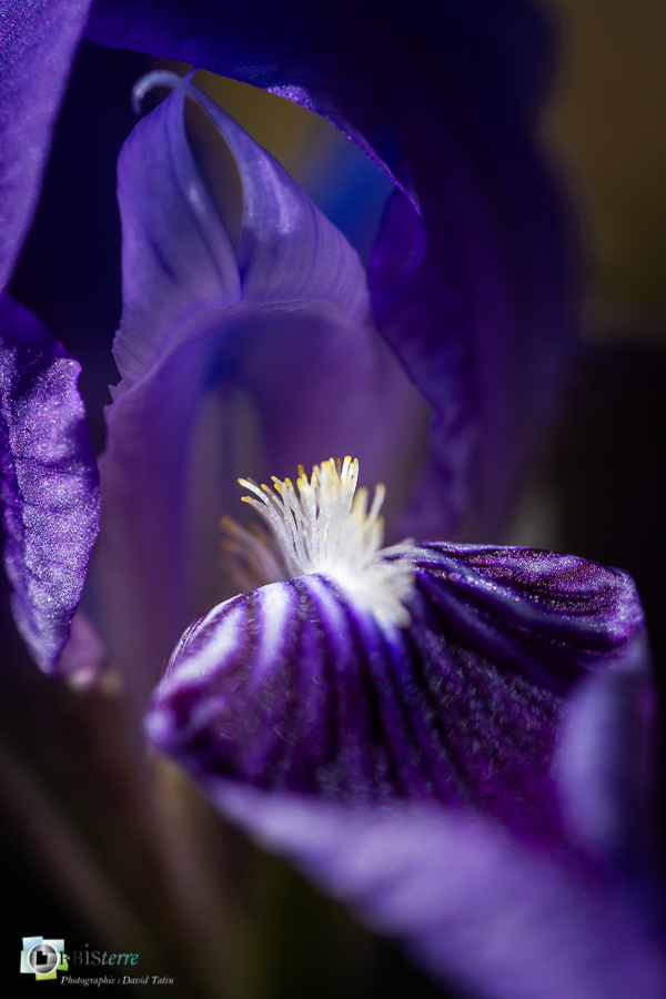 Alpes de Haute Provence, esparron, flore, iris nain, parc naturel régional du verdon__