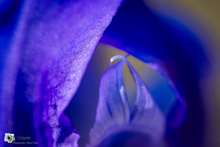 Alpes de Haute Provence, esparron, flore, iris nain, parc naturel régional du verdon__