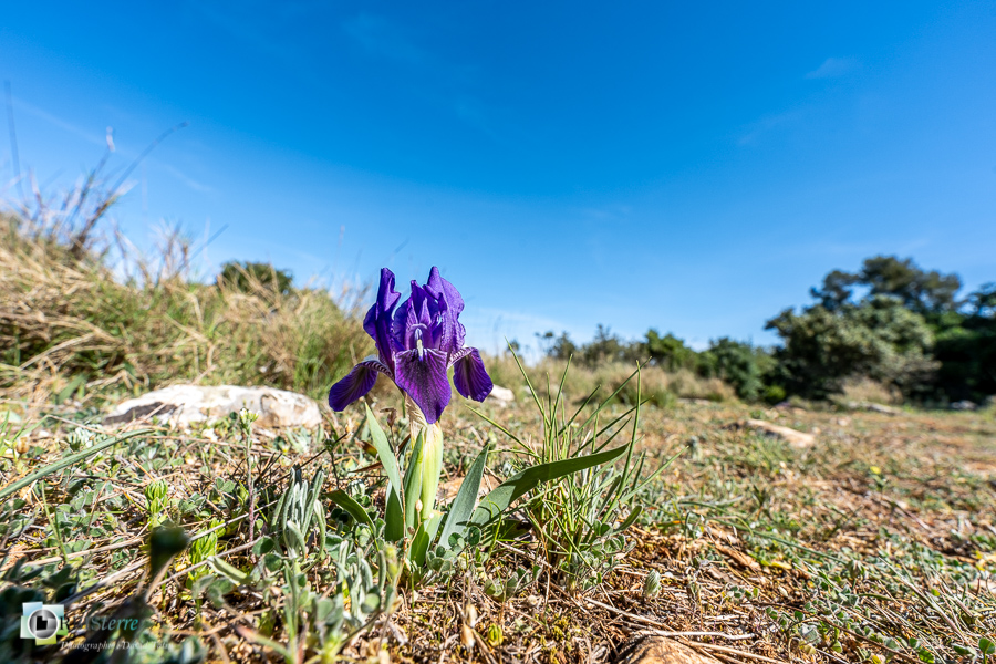 Alpes de Haute Provence, esparron, flore, iris nain, parc naturel régional du verdon__