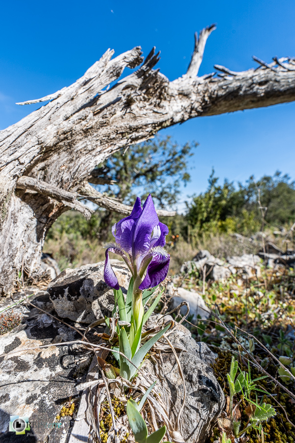 Alpes de Haute Provence, esparron, flore, iris nain, parc naturel régional du verdon_43°43'8.81