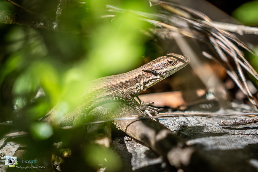Alpes de Haute Provence, esparron, faune, lézard des murailles, parc naturel régional du verdon, reptile_43°43'6.434