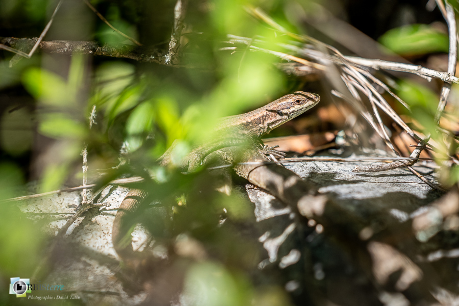 Alpes de Haute Provence, esparron, faune, lézard des murailles, parc naturel régional du verdon, reptile_43°43'6.434