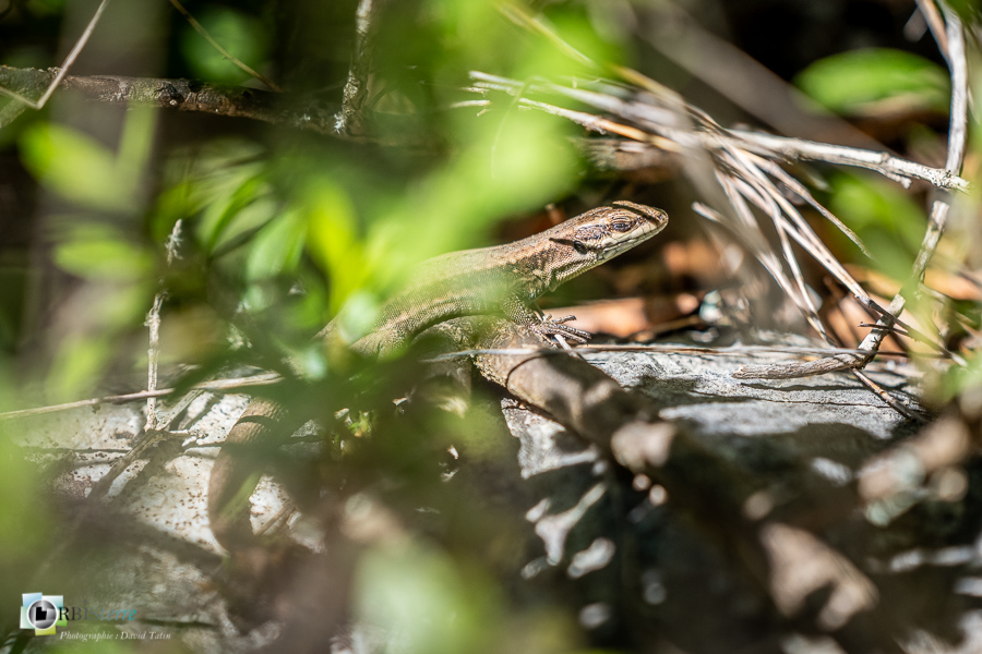 Alpes de Haute Provence, esparron, faune, lézard des murailles, parc naturel régional du verdon, reptile_43°43'6.44