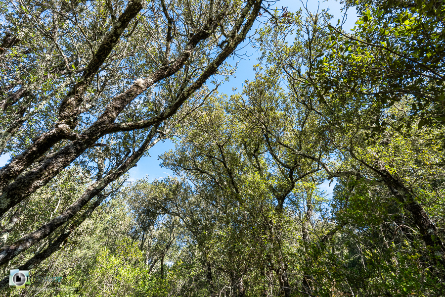 Alpes de Haute Provence, chênaie verte, esparron, forêt, parc naturel régional du verdon__