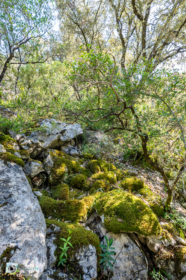 Alpes de Haute Provence, chênaie verte, esparron, forêt, mousse, parc naturel régional du verdon__