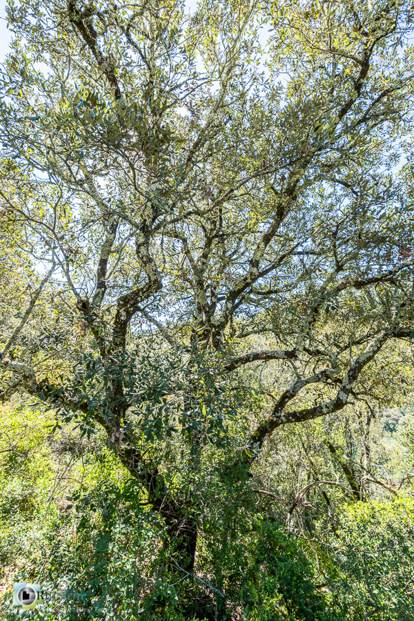 Alpes de Haute Provence, chênaie verte, esparron, forêt, parc naturel régional du verdon__