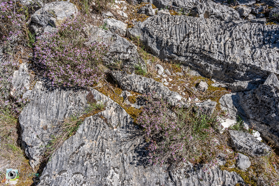 Alpes de Haute Provence, esparron, lapiaz, parc naturel régional du verdon, thym__