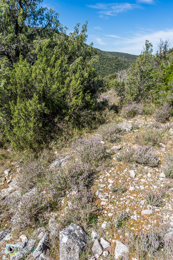 Alpes de Haute Provence, esparron, parc naturel régional du verdon__