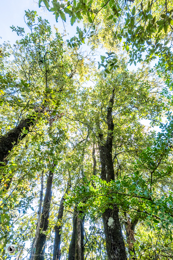 Alpes de Haute Provence, chênaie verte, esparron, forêt, parc naturel régional du verdon__