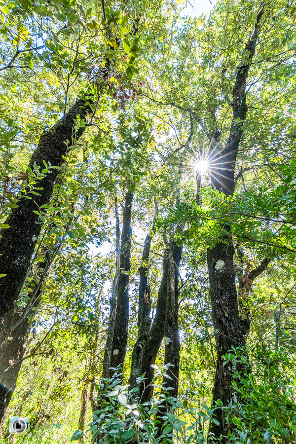 Alpes de Haute Provence, chênaie verte, esparron, forêt, parc naturel régional du verdon__