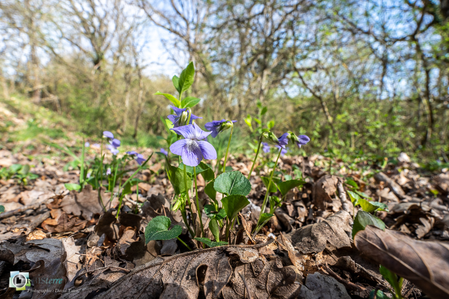 Alpes de Haute Provence, esparron, parc naturel régional du verdon, violette_43°44'32.412