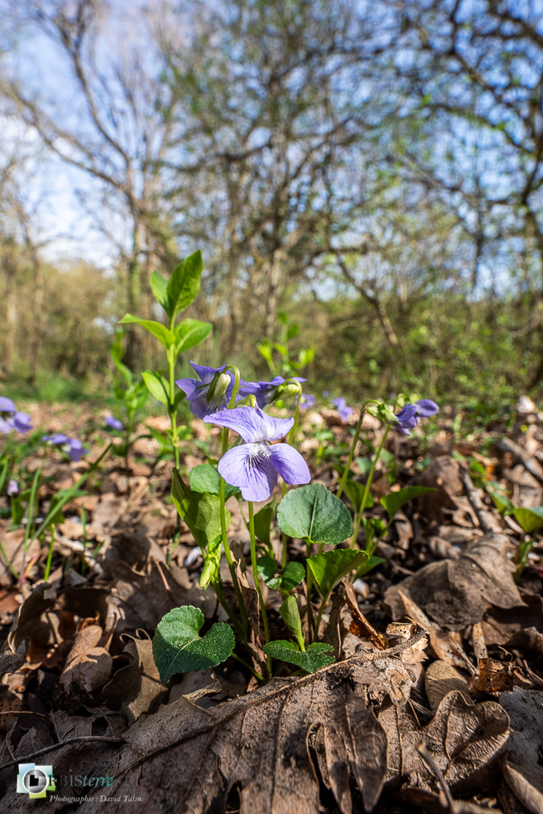 Alpes de Haute Provence, esparron, parc naturel régional du verdon, violette_43°44'32.435