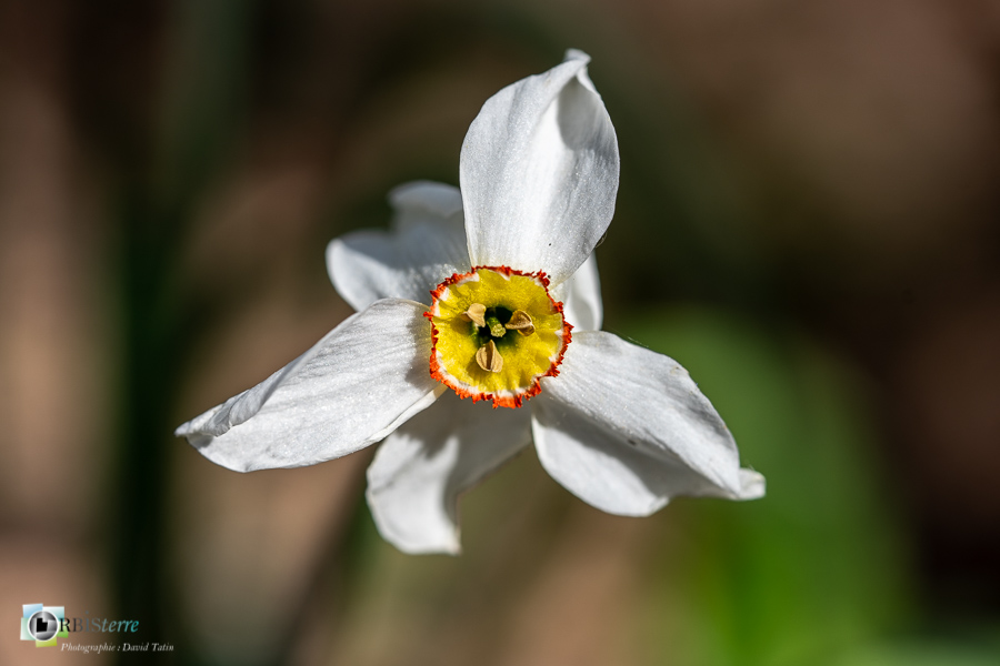 Alpes de Haute Provence, esparron, narcisse des poètes, parc naturel régional du verdon_43°44'32.517