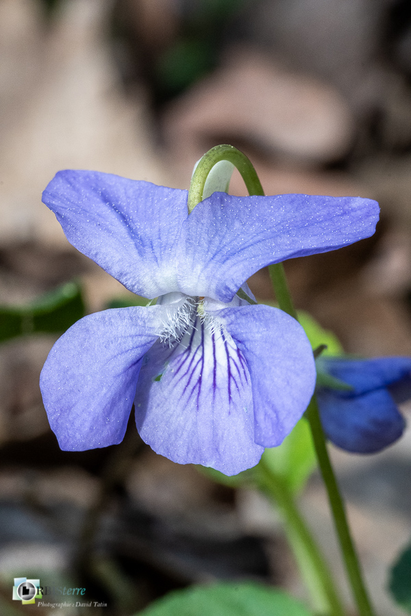 Alpes de Haute Provence, esparron, narcisse des poètes, parc naturel régional du verdon, violette_43°44'32.323