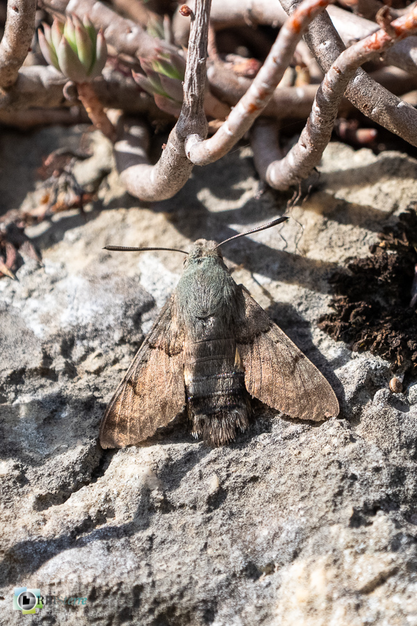 Alpes de Haute Provence, esparron, faune, insecte, papillon moro sphinx, parc naturel régional du verdon__