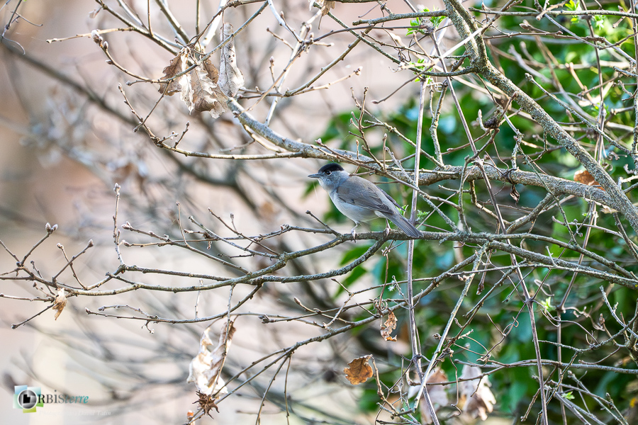 Alpes de Haute Provence, Aves, Birds, Eurasian Blackcap, Fauvette à tête noire, Oiseaux, Passériformes, Sylvia atricapilla, Sylviidae, Sylviidés, Uccelli, Vögel, esparron, faune, oiseau, parc naturel régional du verdon__