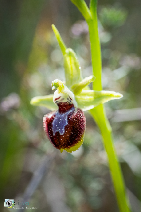 Alpes de Haute Provence, esparron, flore, ophrys provincialis, orchidée, parc naturel régional du verdon__