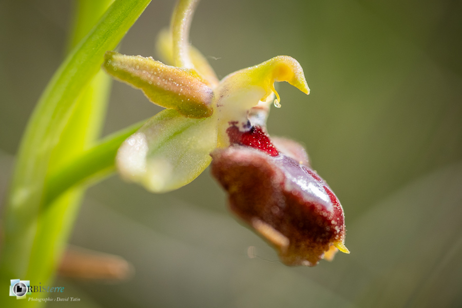 Alpes de Haute Provence, esparron, flore, ophrys provincialis, orchidée, parc naturel régional du verdon__