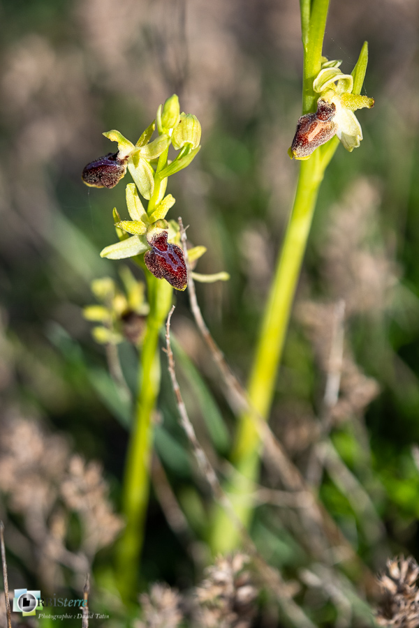 Alpes de Haute Provence, esparron, flore, ophrys provincialis, orchidée, parc naturel régional du verdon__