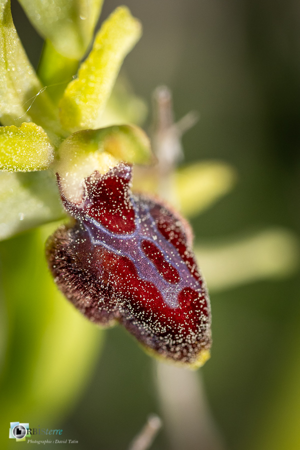 Alpes de Haute Provence, esparron, flore, ophrys provincialis, orchidée, parc naturel régional du verdon__